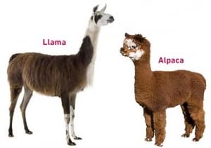 Llama and alpaca – hairy llamas are bigger and tougher than woolly alpacas.