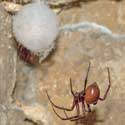 1. A female Cave spider Meta-bourneti with an egg sac. These spiders live in a small colony under St Denis' church in East Hatley, Cambridgeshire.