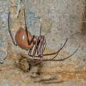 3. Cave spider <em>Meta-bourneti</em> – a female in her web. She lives in a small colony under St Denis' church in East Hatley, Cambridgeshire.