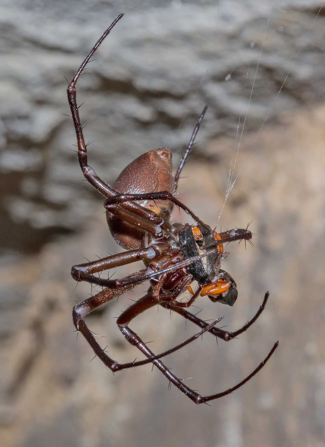 giant cave spider