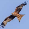 A red kite over East Hatley – from memories of Hatley, by Mervyn Lack, July 2022. Photo: John O’Sullivan.